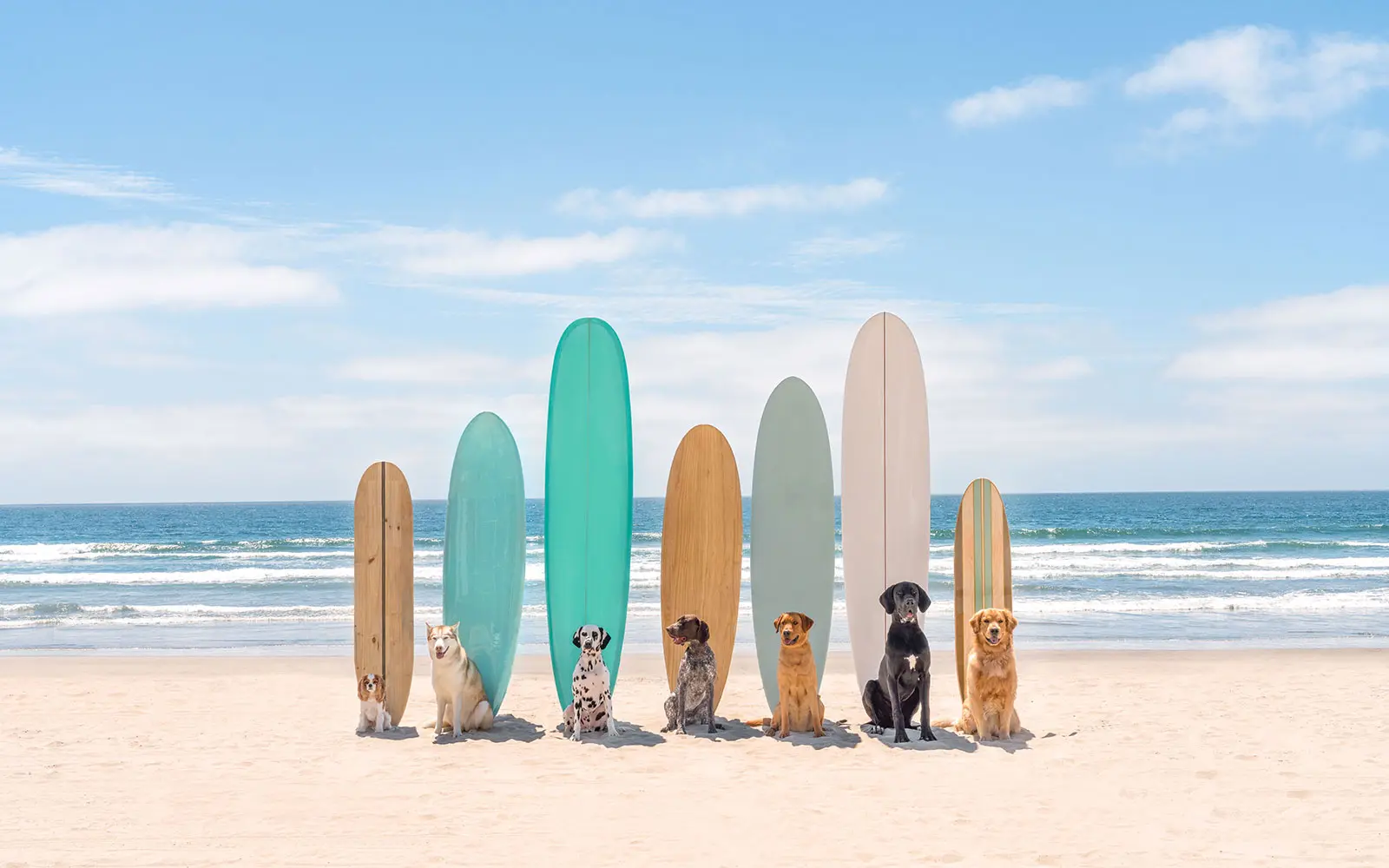 Surfin' Pups Photo by Gray Malin